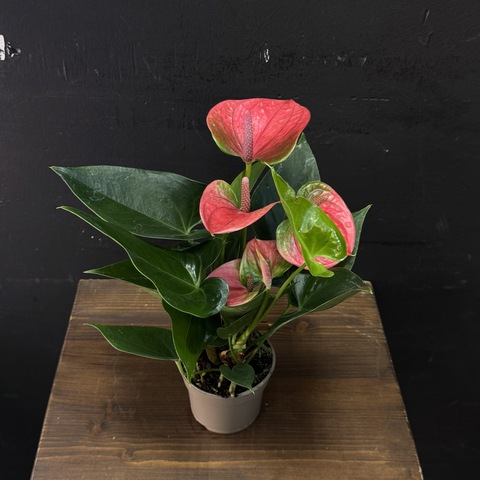 Антуриум мини светло-красный