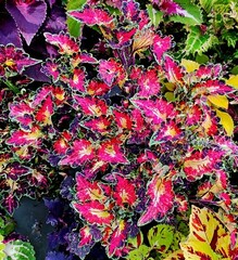 Себастьян колеус КСР