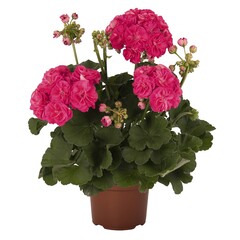 2822 Пеларгония зональная SURVIVOR IDOLS ROSALINDA (Весна 2026)