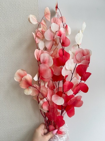 Эвкалипт стаб. Популюс Черешневый сад