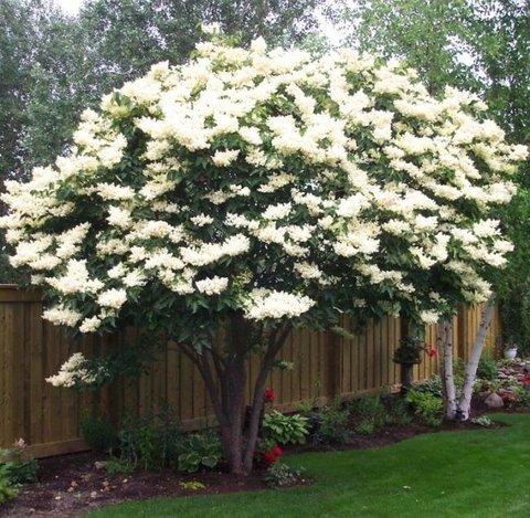 Teofrast Сирень амурская Syringa amurensis