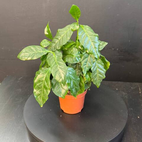 Кофейное дерево (Coffea arabica)