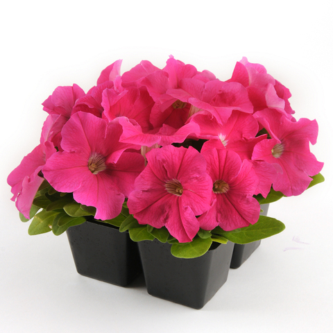 S6071 Петуния кустовая Grandiflora EZ RIDER® DEEP PINK 1000 шт.