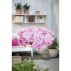 32271 Петуния PEPPY PINK (SMARTUNIA WINDMILL PINK) (ВЕСНА 2025)