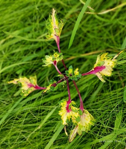 Без названия 13 колеус