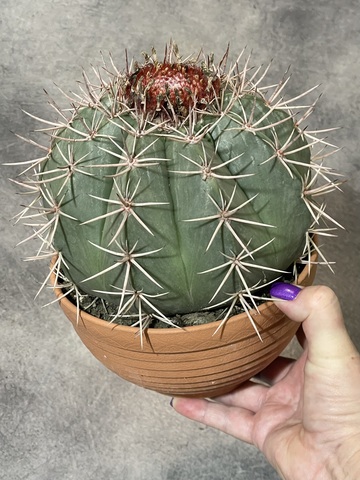 Мелокактус Байский