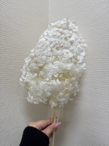 Гортензия стаб. пирамидальная Белая M