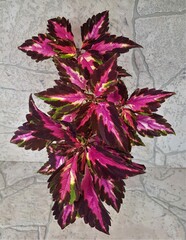 Мраморная богиня TM колеус КСР