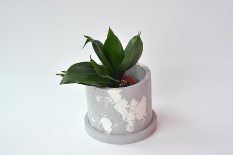 Сансевиерия Ханни Блэк / Sansevieria Honey Black