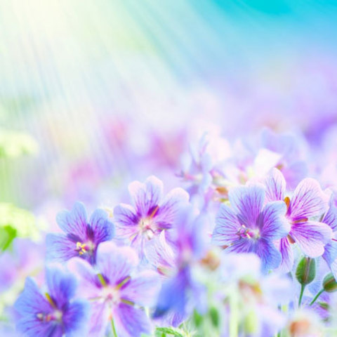 Sunny Flovers, ароматизатор 10 мл, Франция