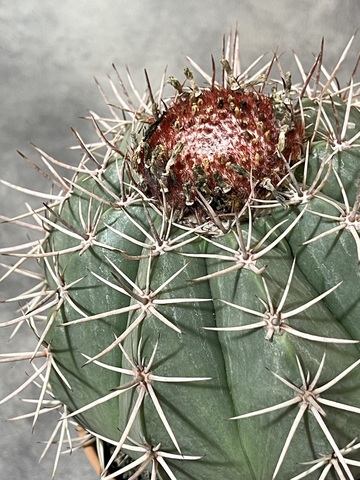 Мелокактус Байский