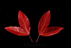 Силиконовый молд 