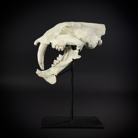 Megantereon на стойке