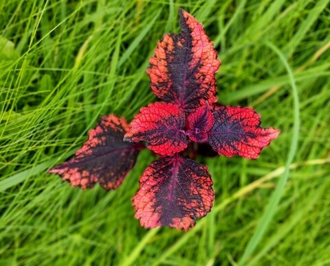 Без названия 09 колеус