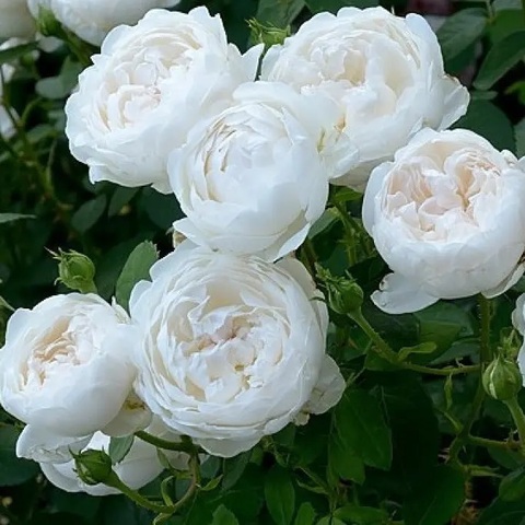 Глэмис Кастл (Glamis Castle)