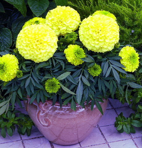 S1820 Бархатцы прямостоячие Inca II PrimRose 5шт.