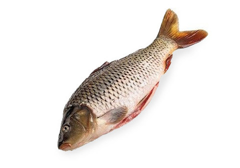 Карп охлажденный НЕПОТРОШЕНЫЙ~1.5кг