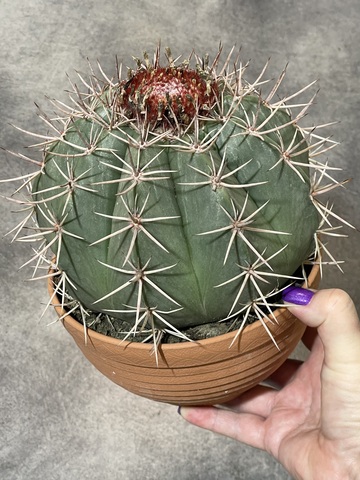 Мелокактус Байский