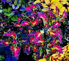 Себастьян колеус КСР