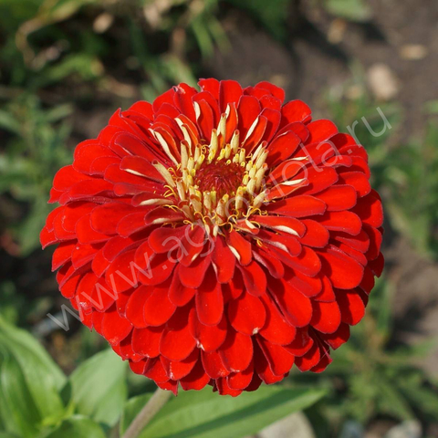 S7128 Цинния elegans Master Cherry Rose 5шт.