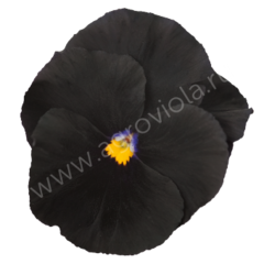 S2540 Виола ATLAS BLACK 100 шт.