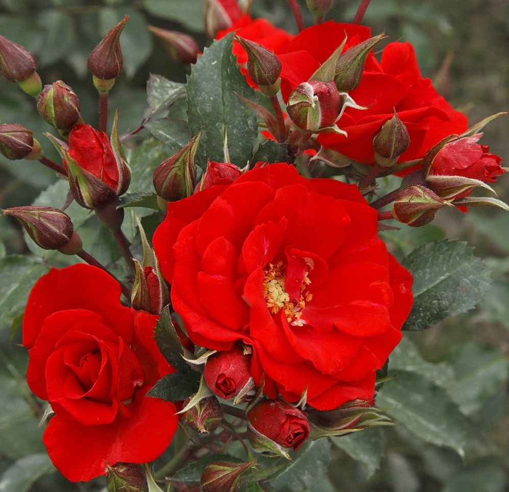 Роза Парковая Ред Бриллиант