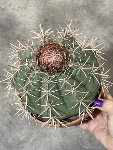 Мелокактус Байский