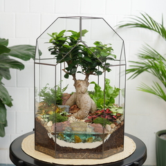 Готовый флорариум Фикус гинсенг Бонсариум XL с озером