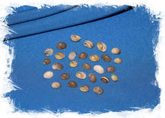 Мангос натуральный, 0,4-1см, 160гр, 1000шт, 250мл