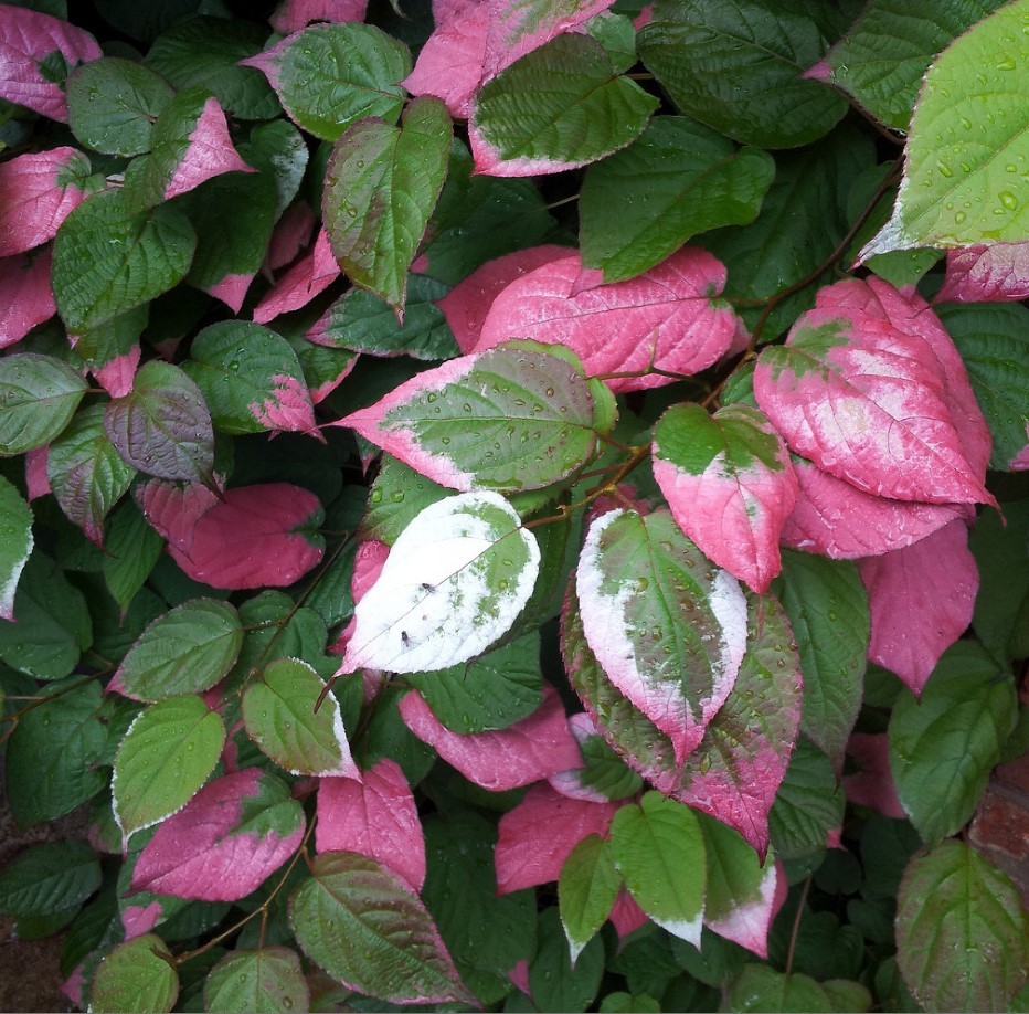 Актинидия коломикта (Actinidia kolomikta)