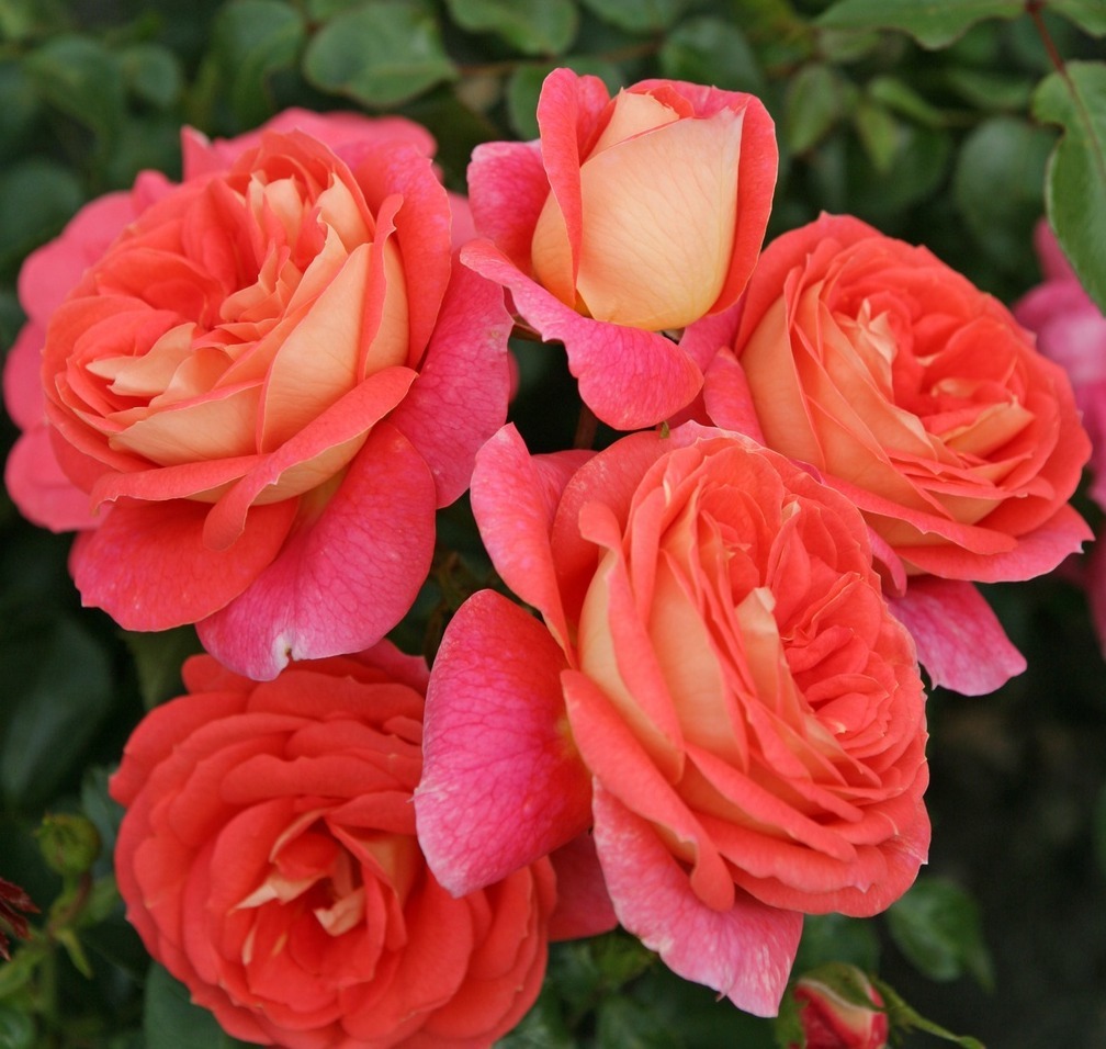 Sommersonne роза Кордес