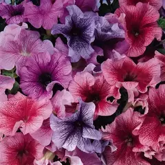 S60181 Петуния кустовая Grandiflora DADDY® MIX 1000 шт.