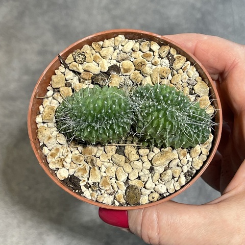 Маммиллярия Спинозиссима Ун Пико кристата d9