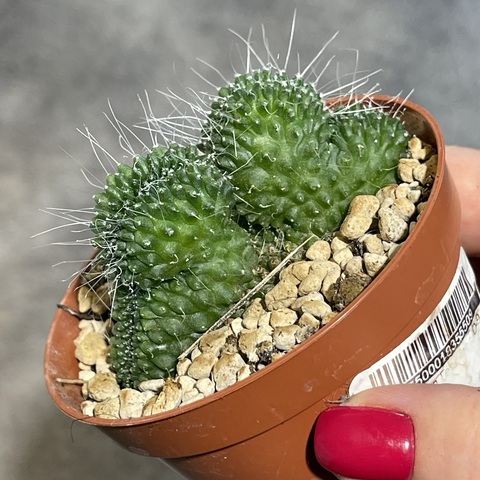 Маммиллярия Спинозиссима Ун Пико кристата d9