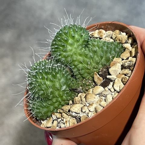 Маммиллярия Спинозиссима Ун Пико кристата d9