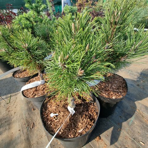 Сосна горная Винтерсонн | Pinus mugo Wintersonne 20-25 см (С3)
