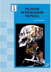 Рельеф основания черепа