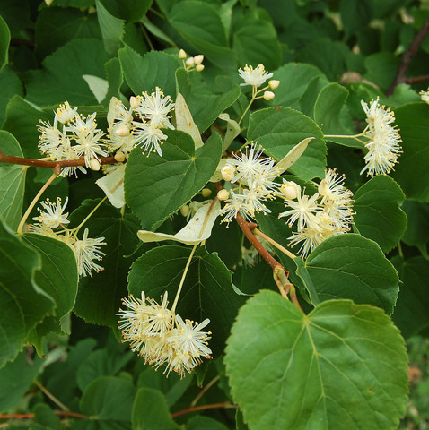 Липа амурская (среднелистная)