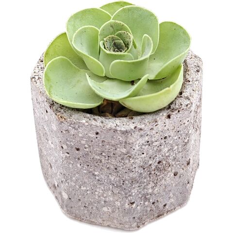 Суккулент Гриновия Пандора