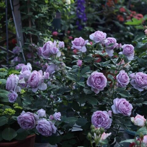 Голубой Шторм(Blue Storm)