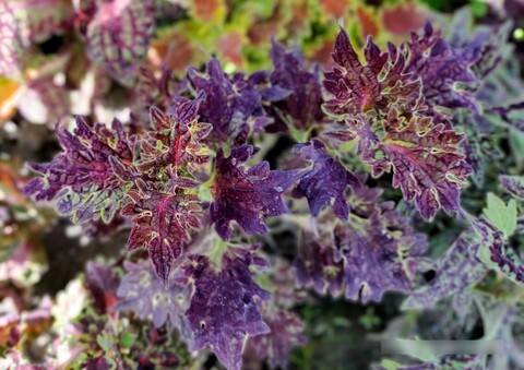 Дикая планета колеус