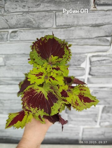 Рубин ОП колеус