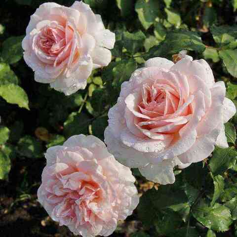 Роберто Капуччи (Roberto Capucci)