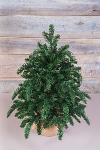 Ель Нормандия 60см в мешочке темно-зеленая Triumph Tree