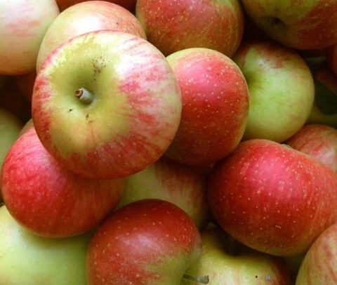 Яблоня Эрли Женева