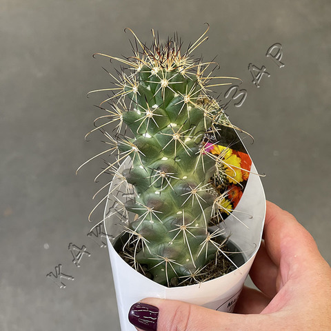 Маммиллярия Позельгера d7