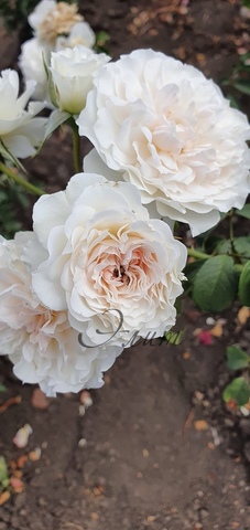 Грейт Норс Истен Роуз( Great North Eastern Rose)