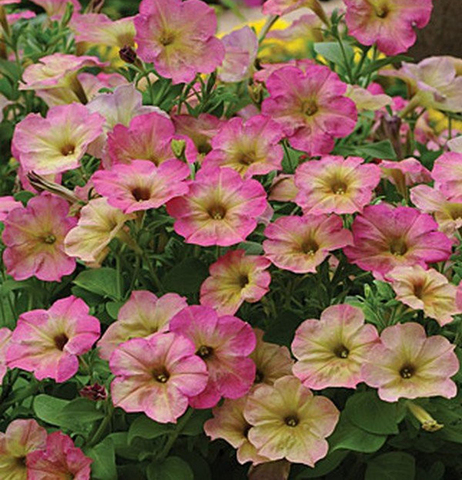 S5905 Петуния многоцветковая Multiflora Debonair Rose Dusty 5шт.
