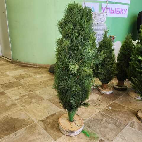 Чупакабра сосновая