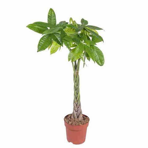 Пахира коса